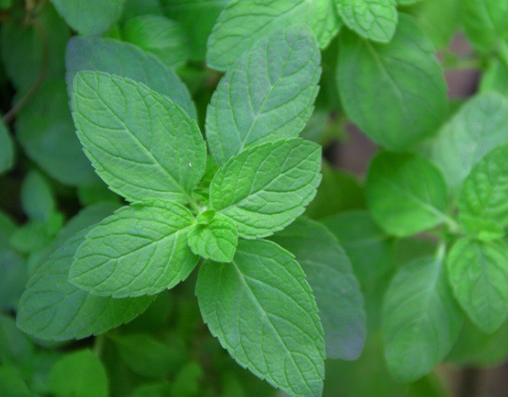 N organic Plenumリンクルダイレクトエッセンス配合成分スプリングミント
