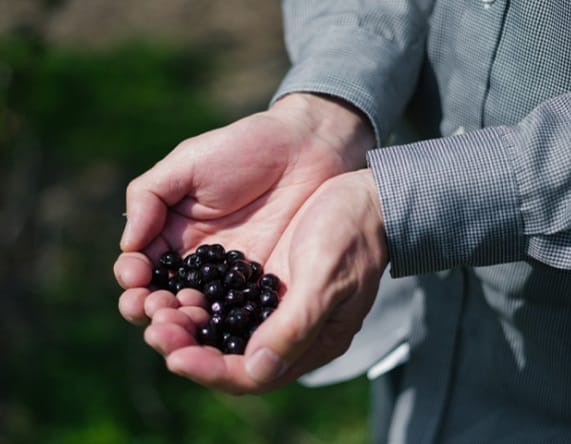 N organic Plenumスムーストリートメントローションの配合成分アロニア