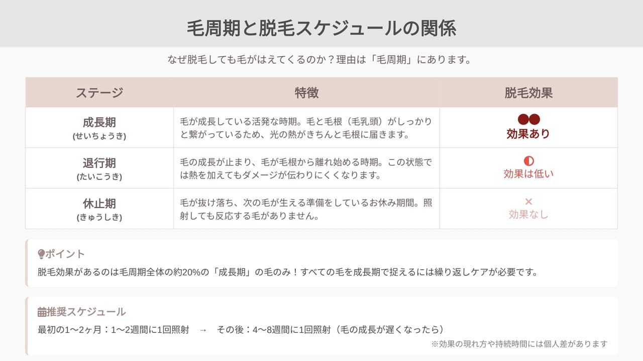 毛周期と脱毛スケジュールの関係