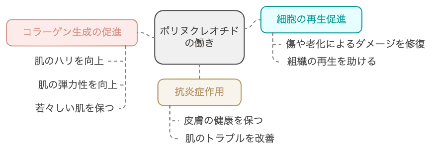 ポリヌクレオチドの作用メカニズム