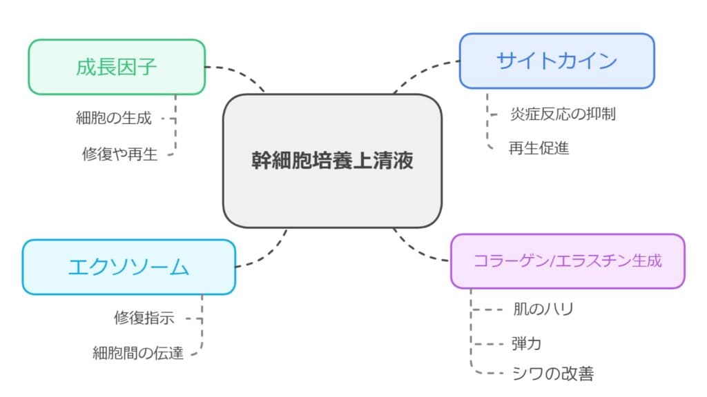 幹細胞培養上清液による肌質改善のメカニズム