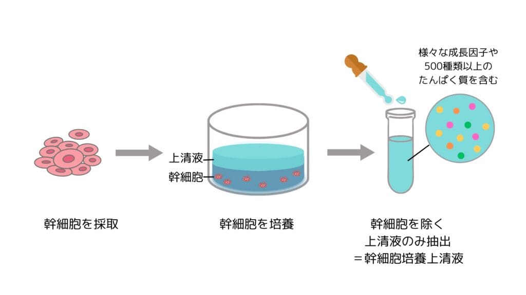 幹細胞培養上清液とは？仕組みと効果