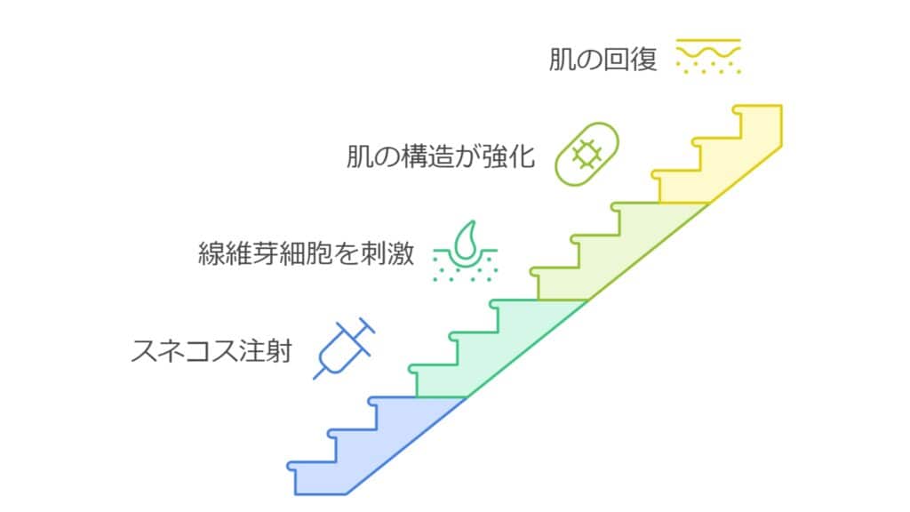 スネコスによる細胞外マトリックスの再生メカニズム