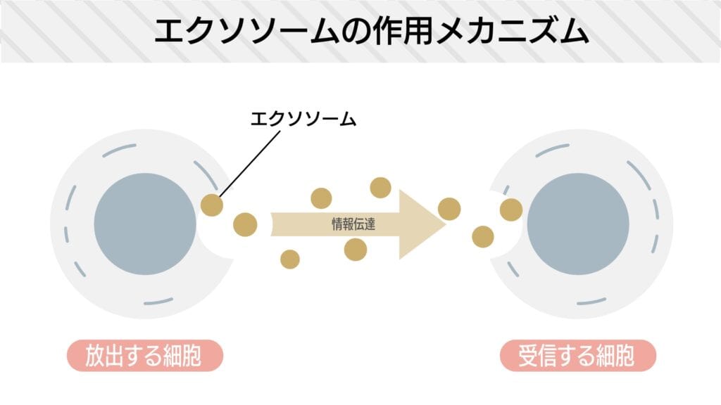 エクソソームの作用メカニズム