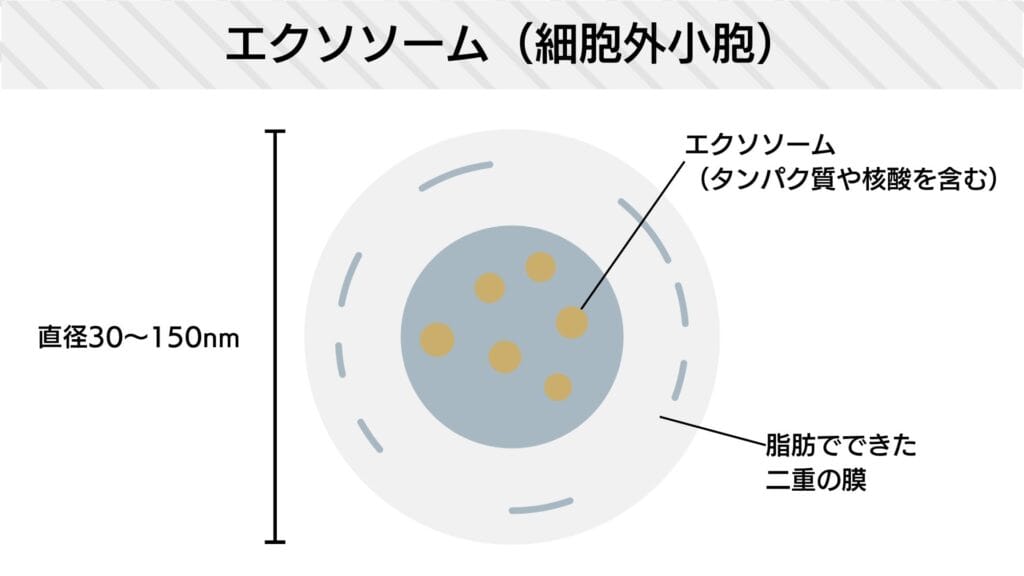 エクソソームとは