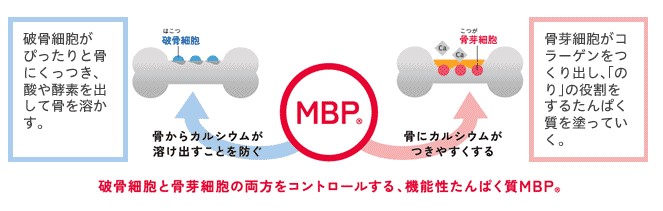 MBP®は破骨細胞と骨芽細胞の両方をコントロールして、「骨をつくる力」をサポートする機能性タンパク質