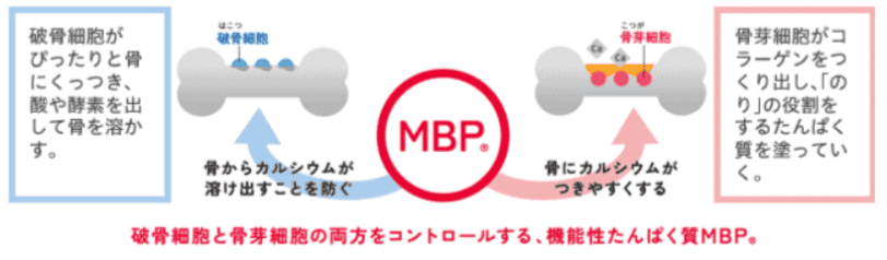 雪印メグミルクの毎日骨ケアMBPの「MBPの役割」