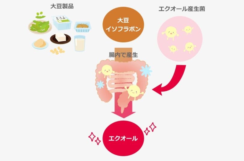大豆イソフラボンからエクオールができる過程のイメージ