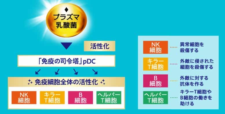 おいしい免疫ケア|プラズマ乳酸菌の免疫維持をサポートするメカニズム